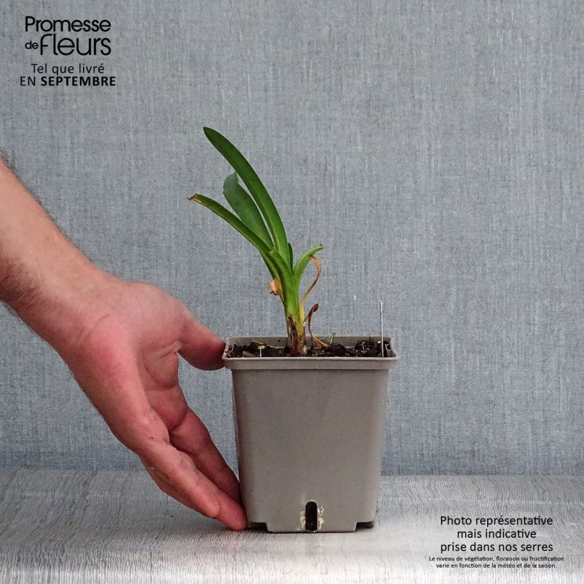 Spécimen de Agapanthe Royal Velvet Pot de 1L/1,5L tel que livré en automne