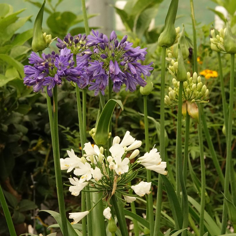 Agapanthe hybride Three Sisters (Floraison)
