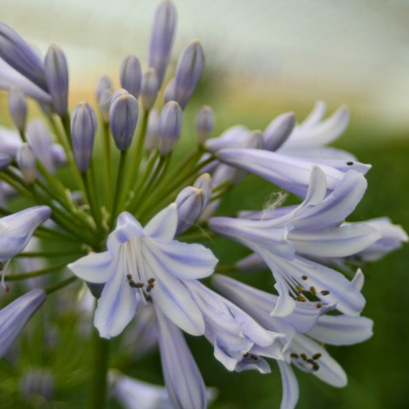 Agapanthe Blue Baby (Floraison)