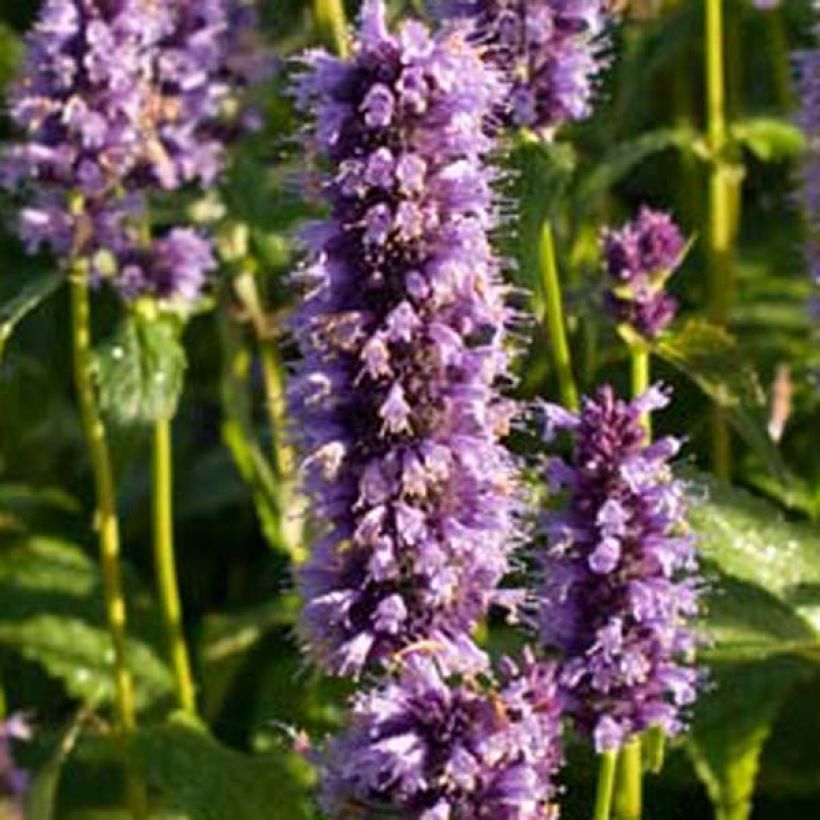 Agastache Black Adder (Flowering)