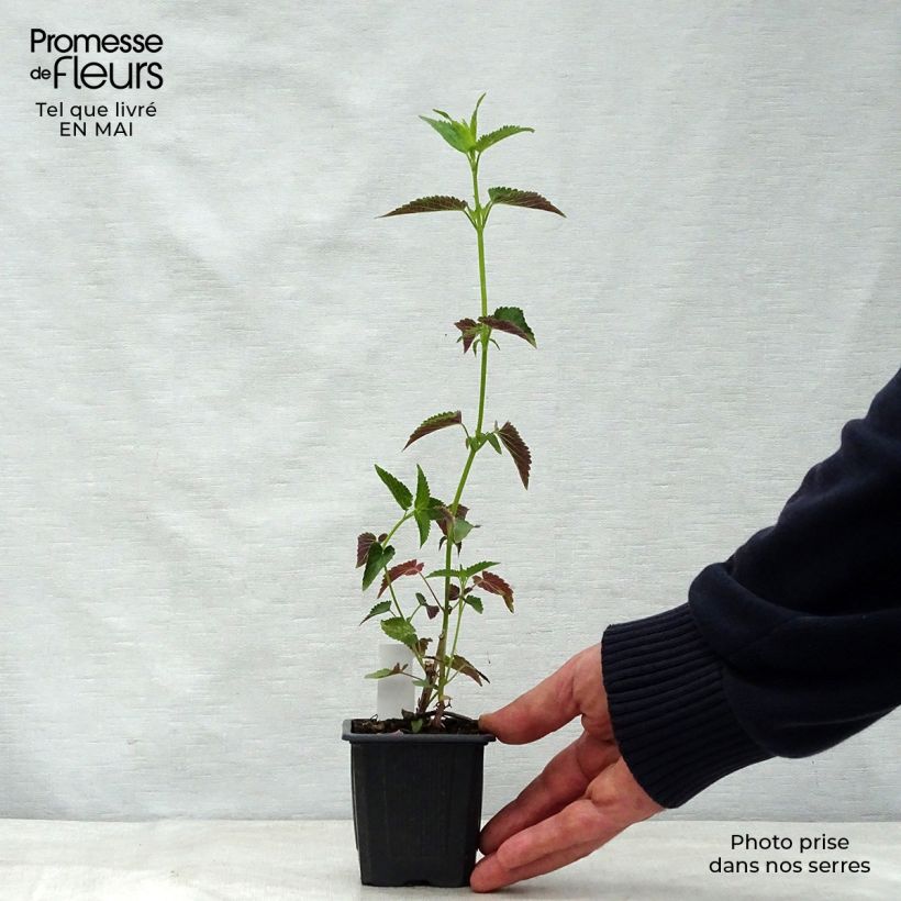 Example of Agastache Black Adder Godet de 8/9 cm as you get in printemps