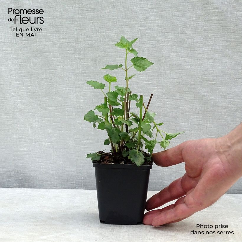 Spécimen de Agastache Blue Boa Godet de 8/9 cm tel que livré au printemps