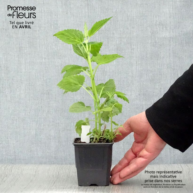 Spécimen de Agastache Blue Fortune Godet de 8/9 cm tel que livré au printemps