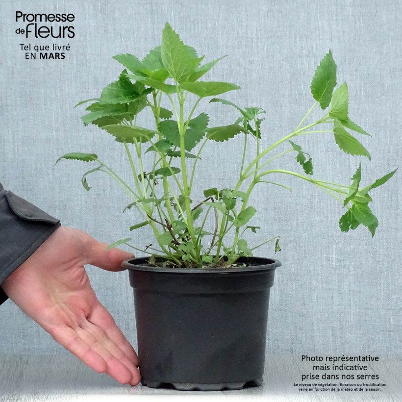 Spécimen de Agastache Blue Fortune Pot de 2L/3L tel que livré au printemps