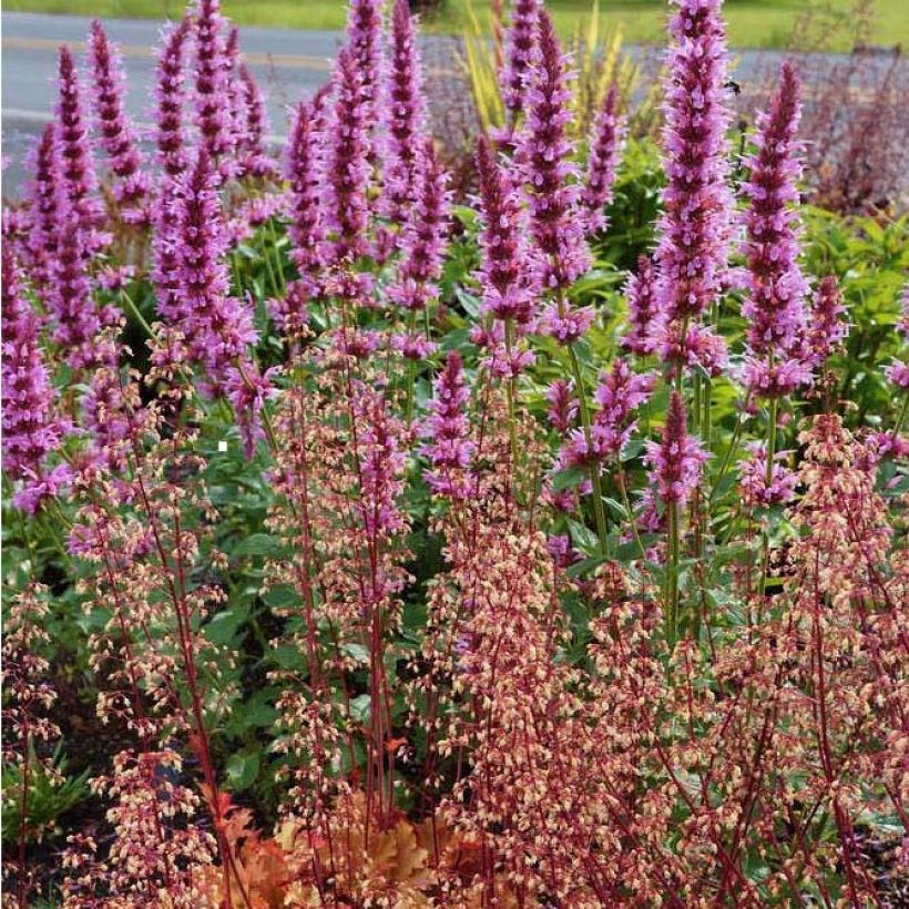 Agastache Cotton Candy - Agastache hybride (Plant habit)