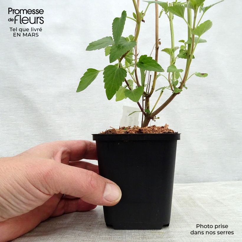 Spécimen de Agastache Kolibri Godet de 8/9 cm tel que livré au printemps