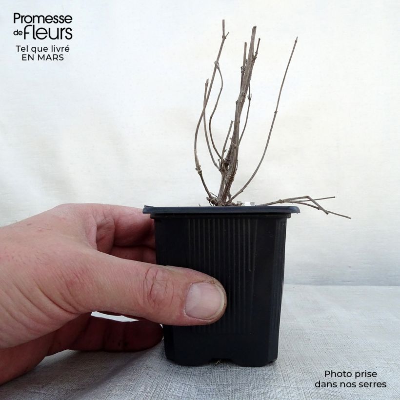 Example of Agastache Kudos Ambrosia Godet de 8/9 cm as you get in printemps