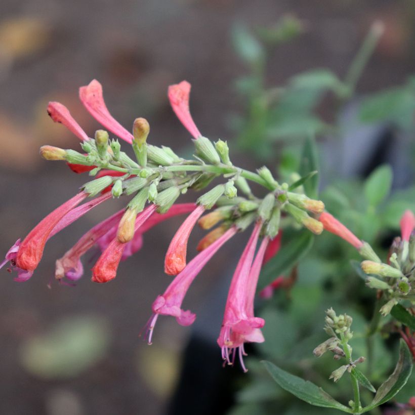 Agastache Kudos Coral - Agastache hybride rouge corail. (Floraison)