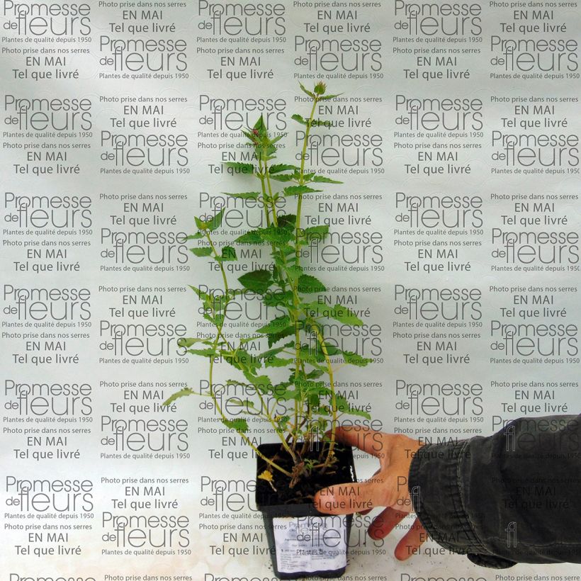 Example of Agastache Kudos Silver Blue Godet de 8/9 cm as you get