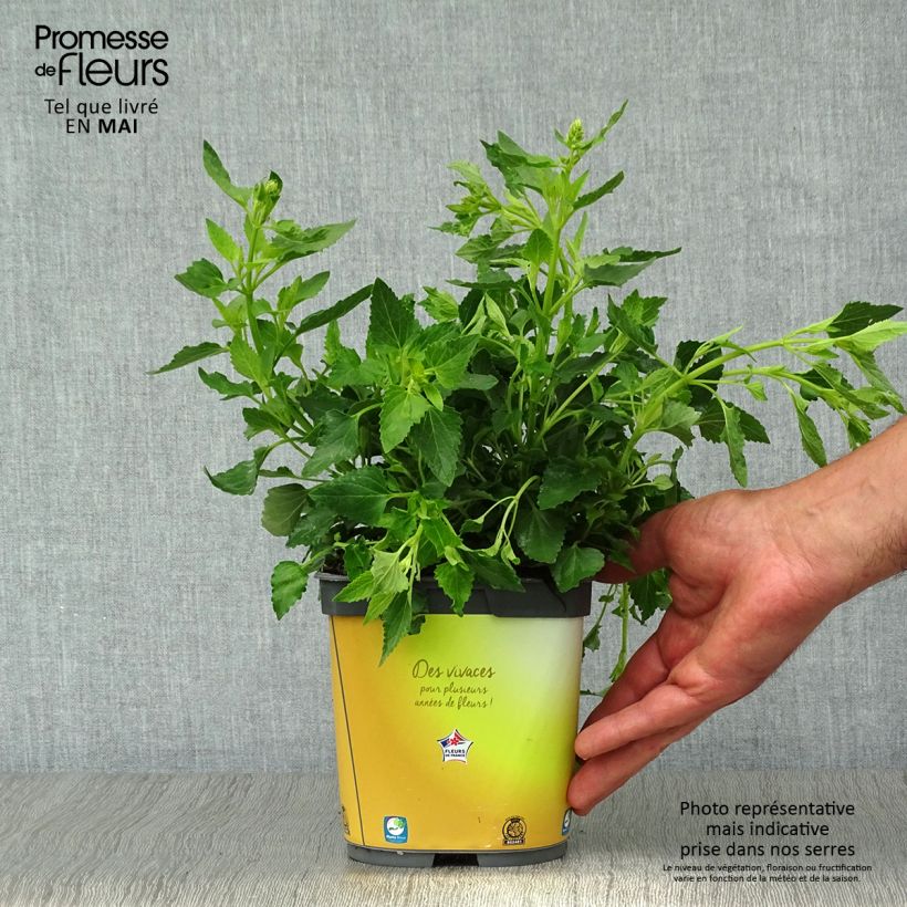 Spécimen de Agastache Poquito Butter Yellow Pot de 2L/3L tel que livré au printemps
