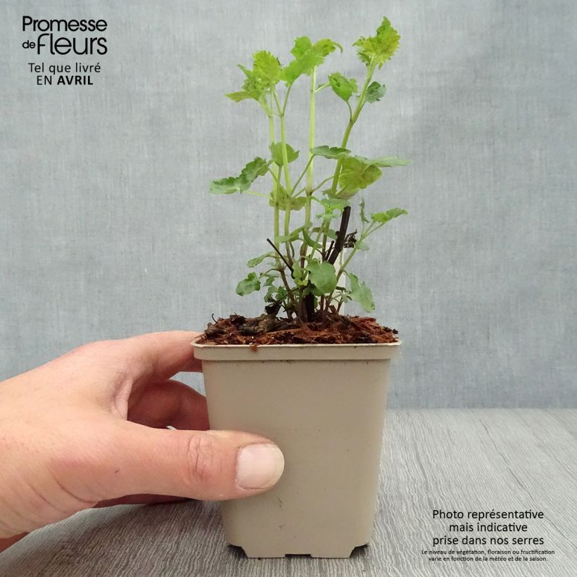 Spécimen de Agastache Serpentine - Agastache hybride Godet de 8/9 cm tel que livré au printemps