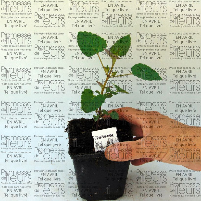 Exemple de spécimen de Agastache Summer Sunset Godet de 8/9 cm tel que livré