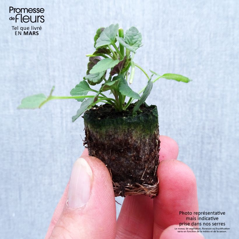 Spécimen de Agastache Sunny Sparks Pink Improved Mini-motte Ø 1,5/2,5 cm tel que livré au printemps