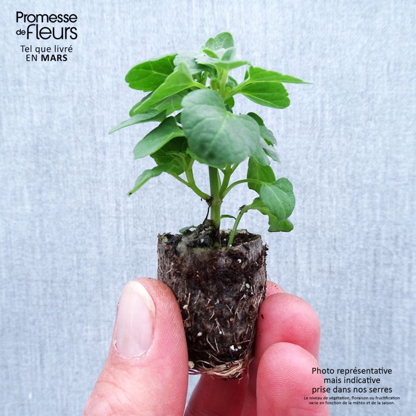 Example of Agastache Sunny Sparks Tangerine Mini-motte Ø 1,5/2,5 cm as you get in printemps