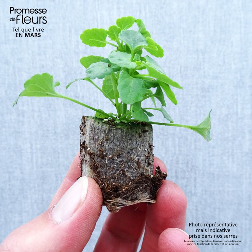 Example of Agastache Sunny Sparks Yellow Mini-motte Ø 1,5/2,5 cm as you get in printemps