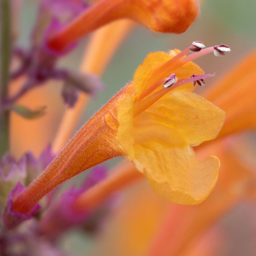 Agastache aurantiaca Apricot Sprite - Agastache dorée (Floraison)