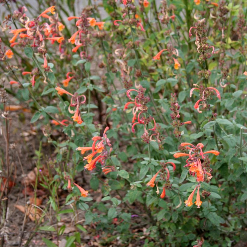Agastache aurantiaca Apricot Sprite - Agastache dorée (Port)