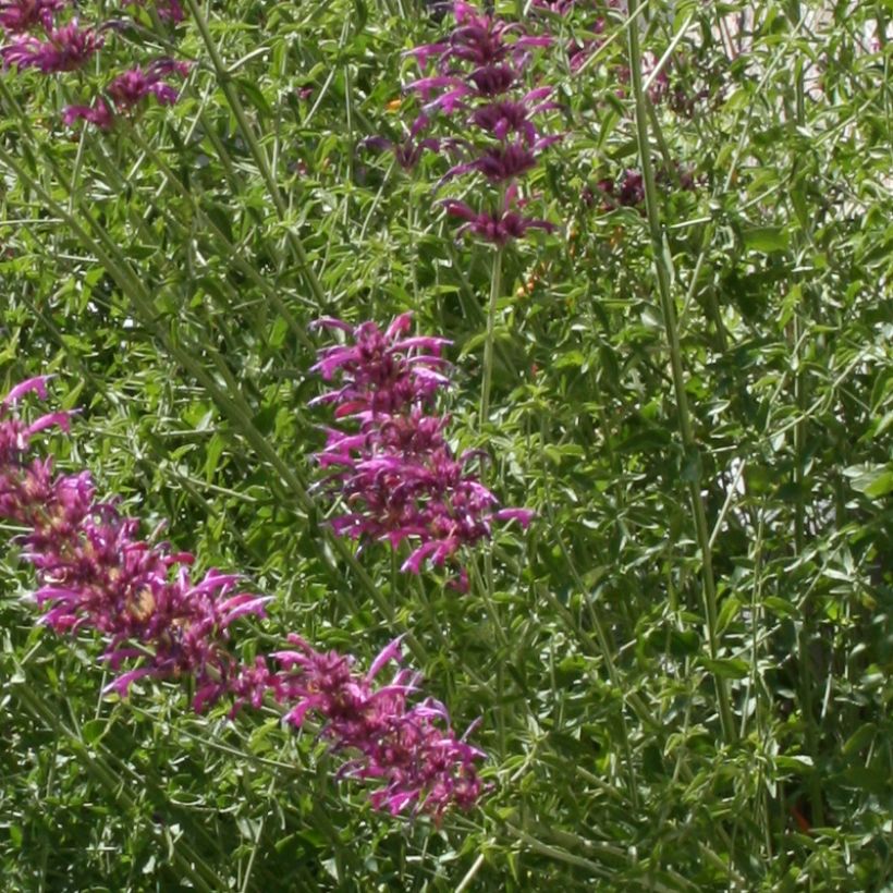 Agastache cana (Foliage)