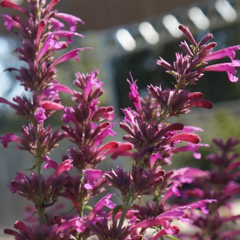 Agastache cana (Flowering)