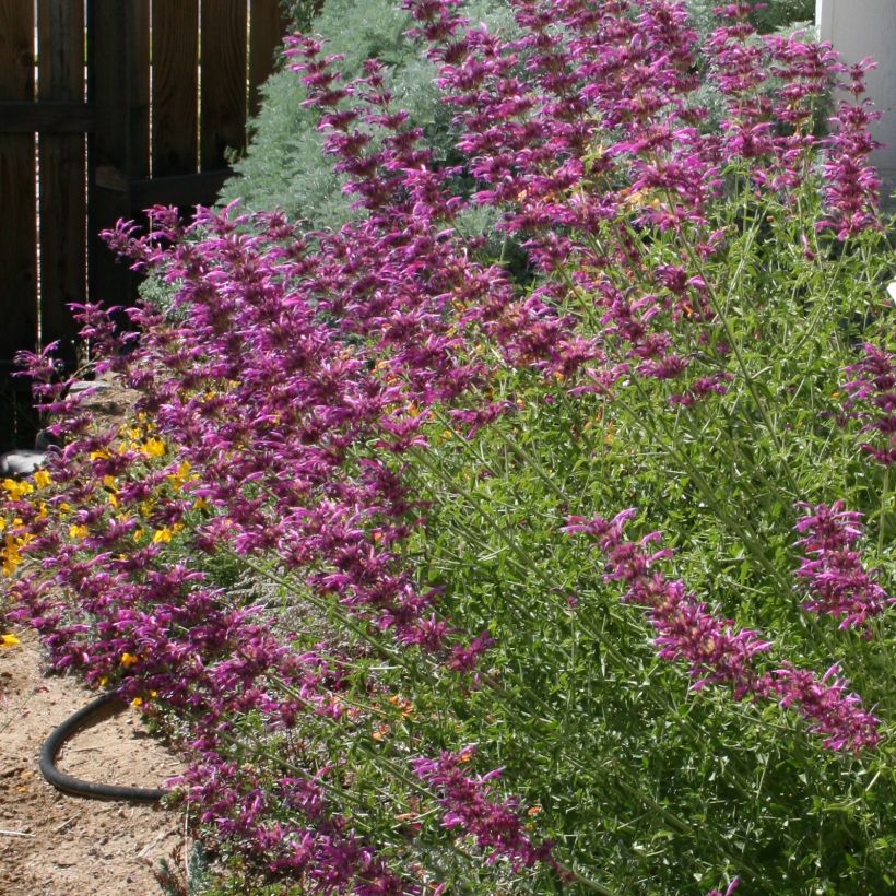 Agastache cana (Plant habit)