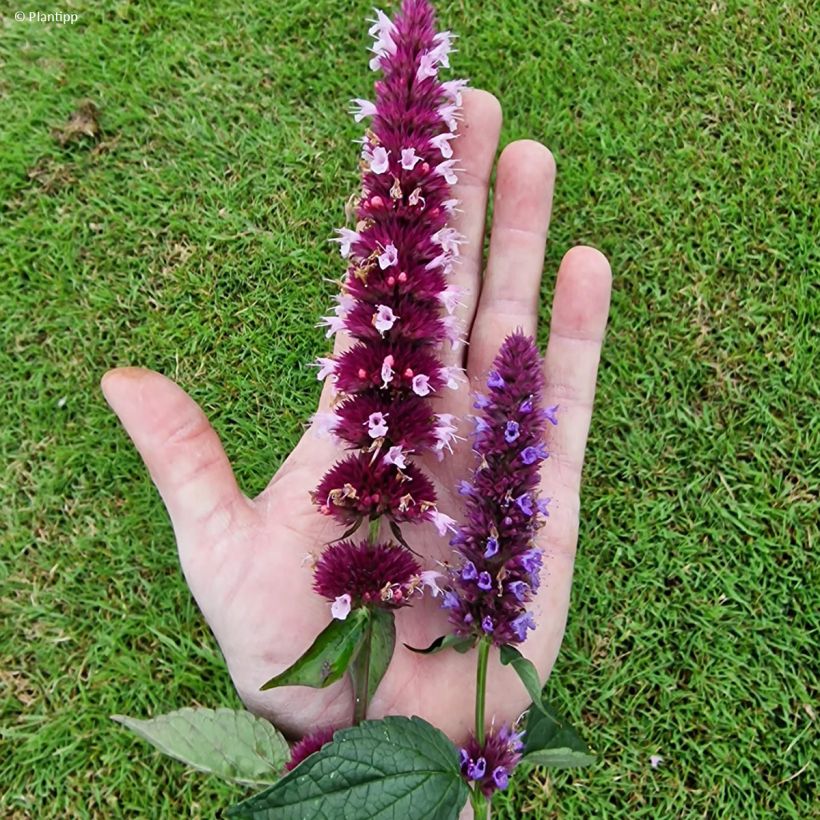 Agastache Beelicious Pink (Floraison)