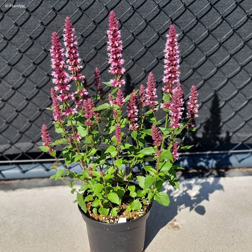 Agastache Beelicious Pink (Port)
