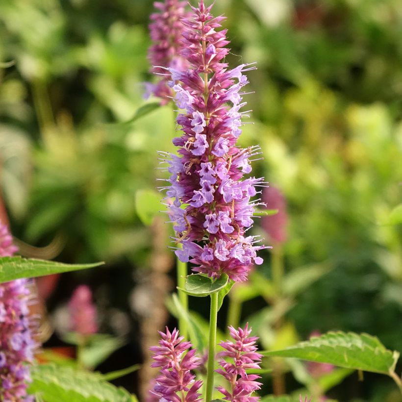 Agastache hybride Beelicious Purple (Flowering)