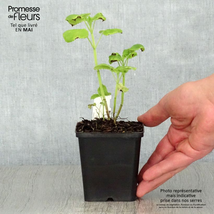 Spécimen de Agastache nepetoides Godet de 8/9 cm tel que livré au printemps