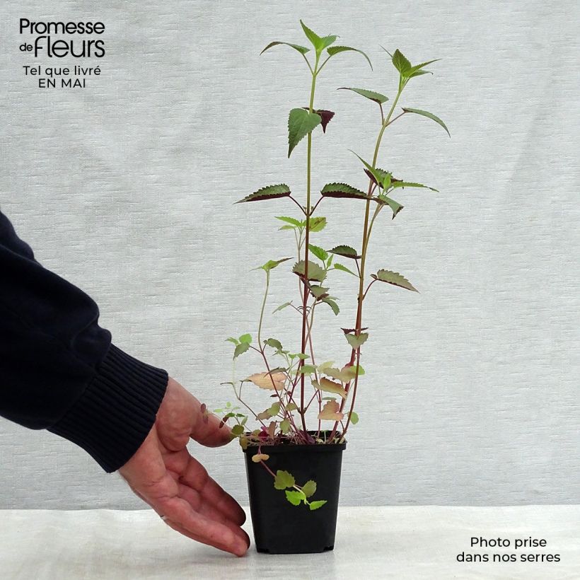 Spécimen de Agastache rugosa After Eight - Agastache rugueuse Godet de 8/9 cm tel que livré au printemps