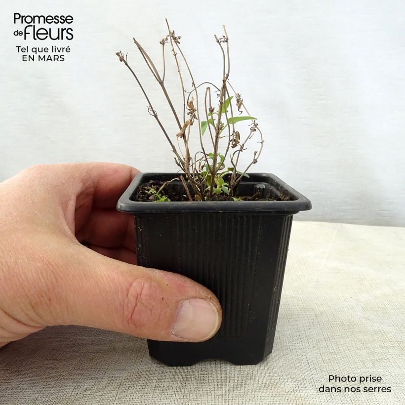 Spécimen de Agastache rupestris Godet de 8/9 cm tel que livré au printemps