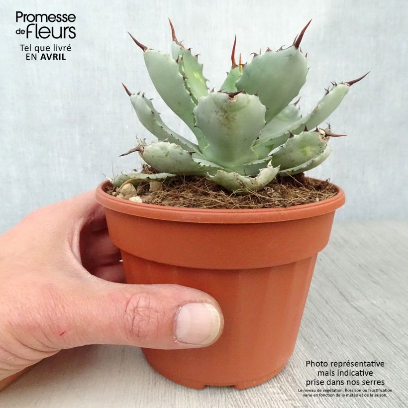 Example of Agave Kikijokan Pot de 12 cm / 13 cm as you get in printemps
