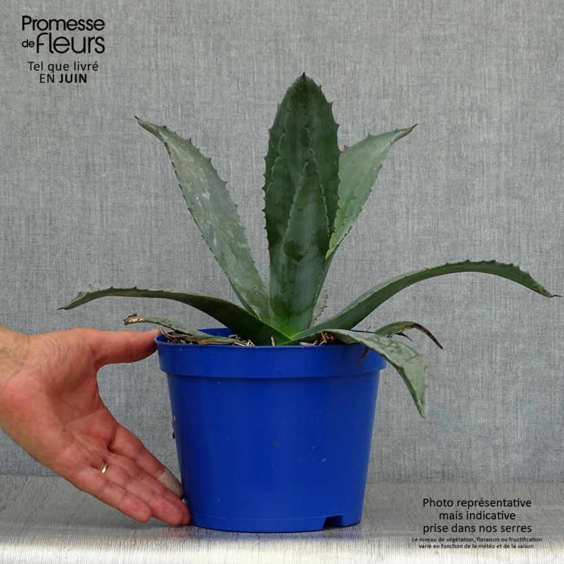 Spécimen de Agave americana - Agave d'Amérique Pot de 3L/4L tel que livré en été