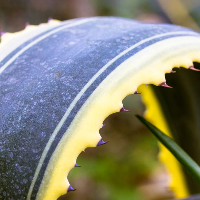 Agave americana Variegata - Agave d'Amérique (Foliage)