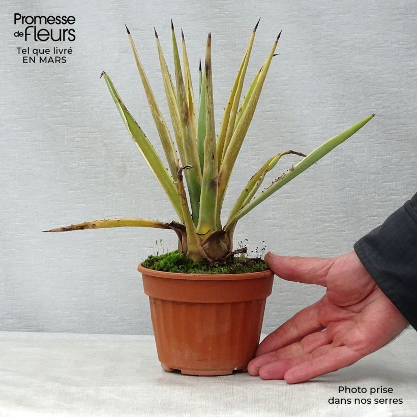 Spécimen de Agave angustifolia Marginata Pot de 12 cm / 13 cm tel que livré au printemps
