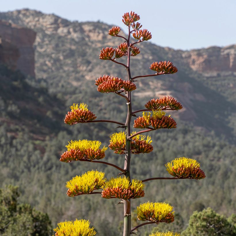 Agave chrysantha - Agave doré (Floraison)