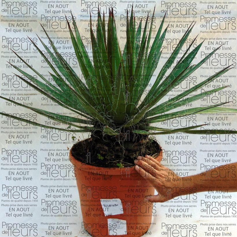 Exemple de spécimen de Agave filifera Pot de 18L/20L tel que livré