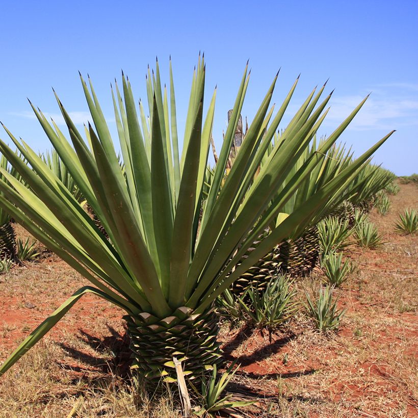Agave fourcroydes - Henequen (Port)