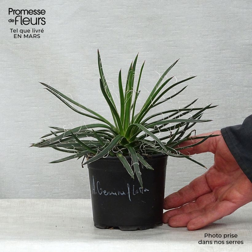 Spécimen de Agave geminiflora - Agave à fleurs jumelles Pot de 12 cm / 13 cm tel que livré au printemps
