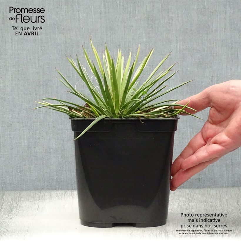 Spécimen de Agave geminiflora - Agave à fleurs jumelles Pot de 2L/3L tel que livré au printemps