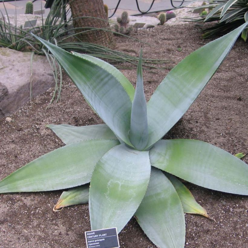 Agave guiengola (Port)