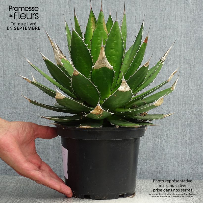 Spécimen de Agave horrida Pot de 3L/4L tel que livré en été
