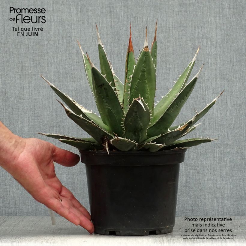Spécimen de Agave kerchovei Pot de 3L/4L tel que livré en été