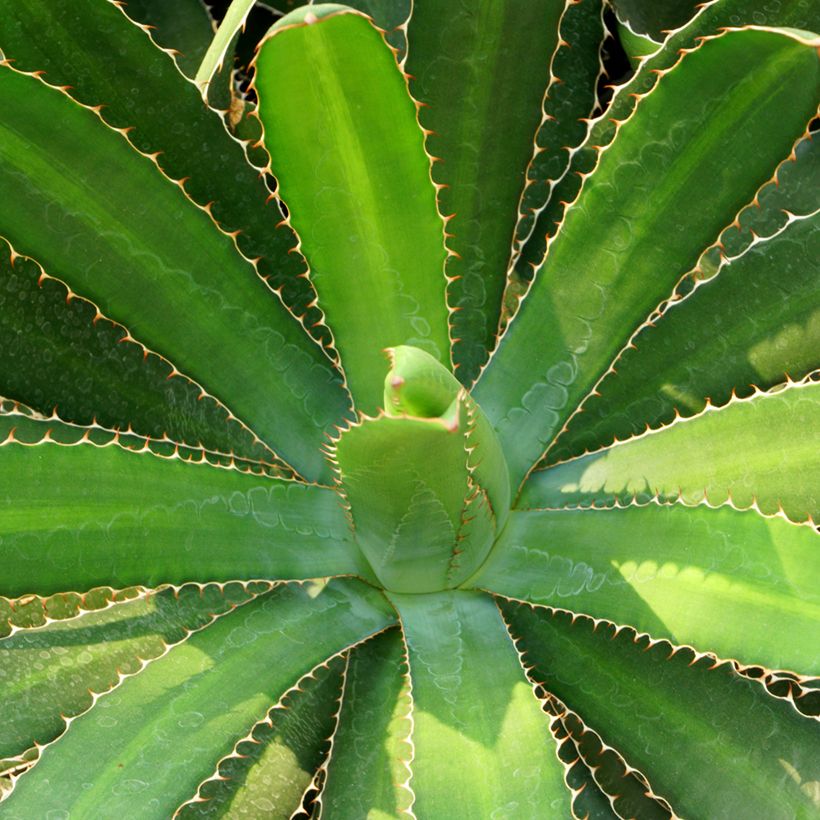 Agave lophantha - Agave à crête épineuse (Feuillage)