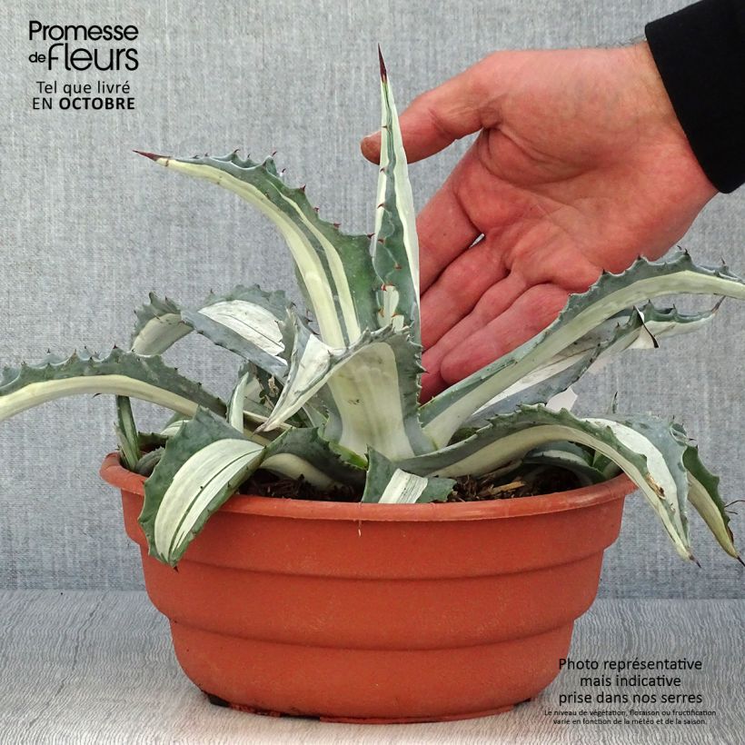 Spécimen de Agave Mediopicta Alba - Agave d'Amérique Pot de 2L/3L tel que livré en automne