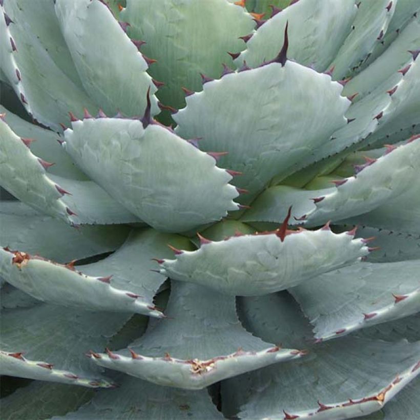 Agave Kikijokan (Foliage)