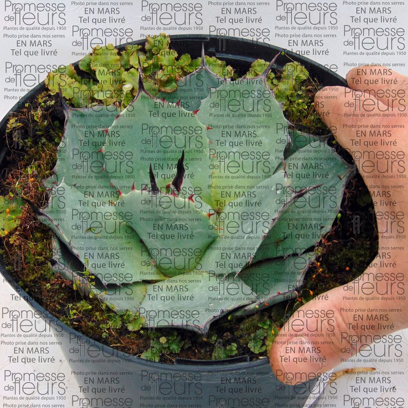 Exemple de spécimen de Agave parryi huachucensis - Agave de Parry Pot de 2L/3L tel que livré