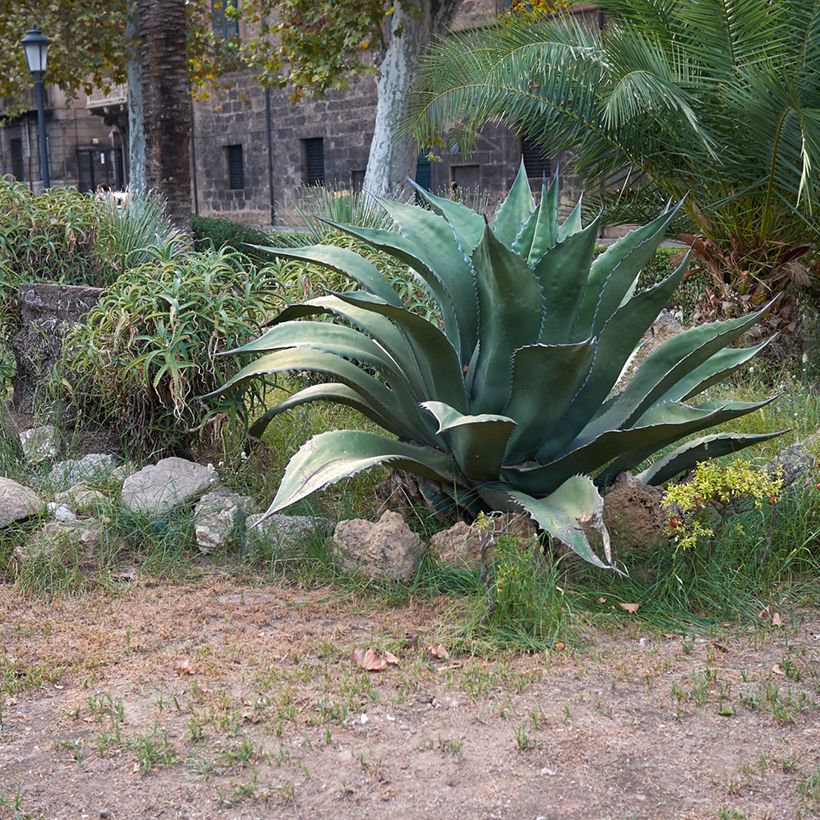 Agave salmiana subsp. crassispina (Port)