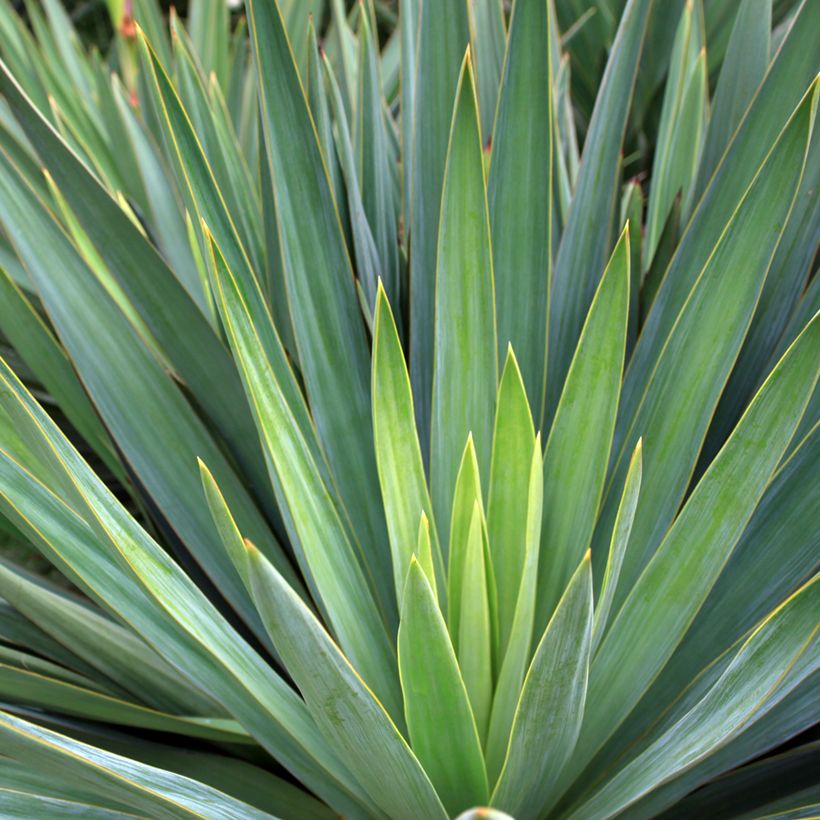 Agave sisalana - Sisal (Feuillage)