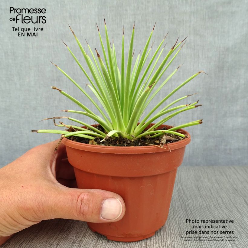 Spécimen de Agave stricta Nana Pot de 12 cm / 13 cm tel que livré au printemps