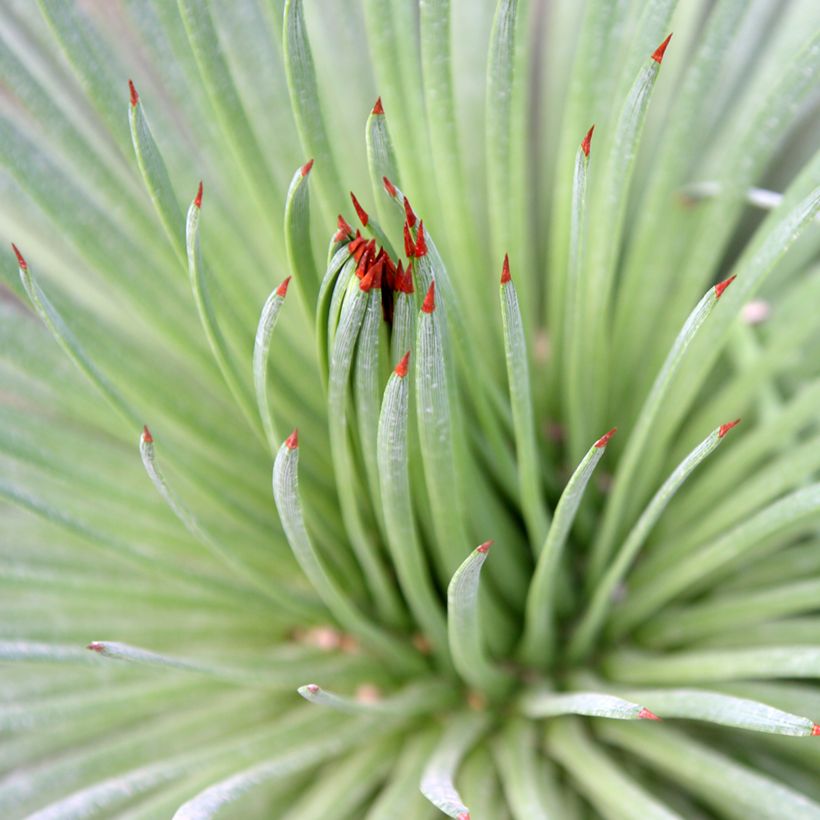 Agave stricta (Feuillage)